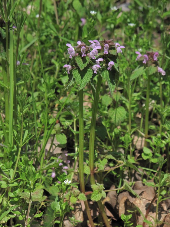 Lamium purpureum